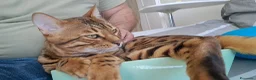 Bengala gatti in vendita: Cuccioli bengala stupendi a Provincia di Ancona - Annuncio 1