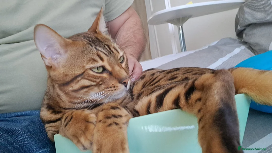 Bengala gatti in vendita: Cuccioli bengala stupendi a Provincia di Ancona - Annuncio 1