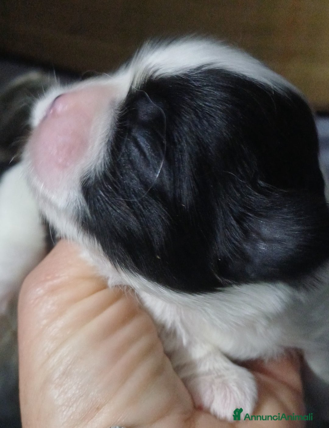 Shih Tzu cani in vendita: Cuccioli shih-tzu  - Annuncio 3
