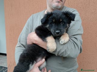 Pastore di Oropa cani Pastore - Annuncio 27