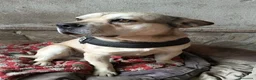 Meticcio cani in regalo: LINO 1 anno molto buono - Annuncio 3