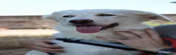 Meticcio cani in regalo: EROS 💙 pronto a diventare il tuo migliore amico! a Provincia di Rimini - Annuncio 8