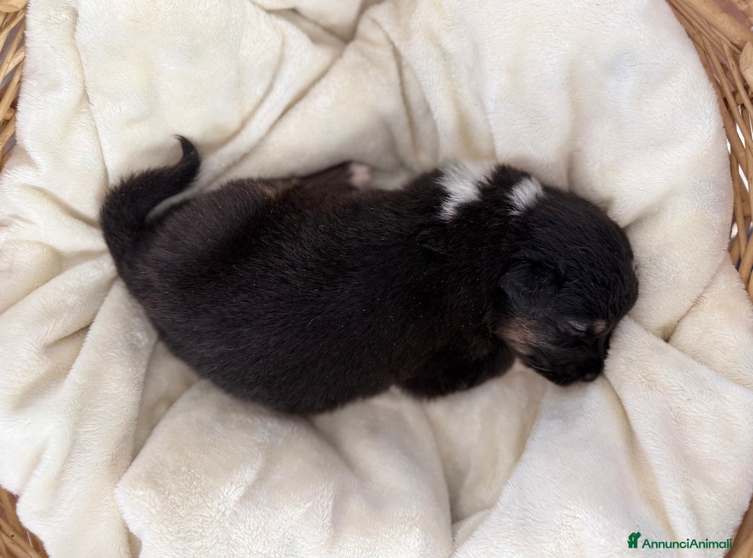 Australian Shepherd cani in vendita: Cuccioli Australian Shepherd / Pastore Australiano - Annuncio 11
