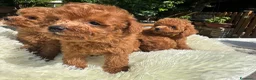Barboncino Toy cani in vendita: Barboncino toy - Annuncio 4