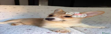 Corgi Pembroke 3