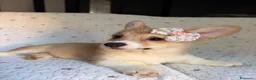 Corgi Pembroke cani in vendita: Cuccioli di Pembroke Welsh Corgi a Città Metropolitana di Firenze - Annuncio 7