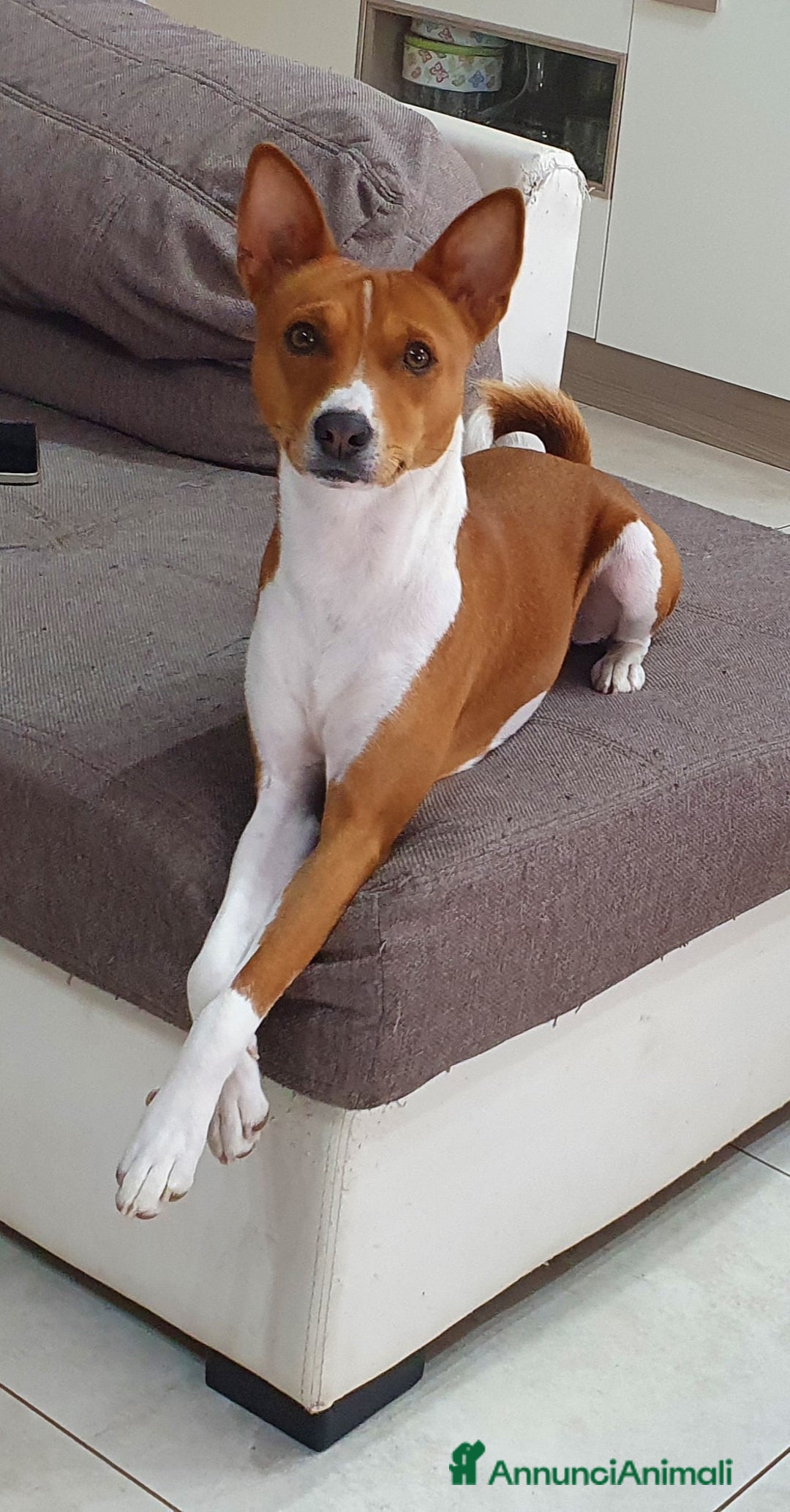 Basenji cani per accoppiamento: Bansenji purissimo - Annuncio 10