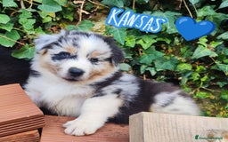 Australian Shepherd cani in vendita: Disponibili cuccioli australian shepherd a Provincia di Savona - Immagine 5