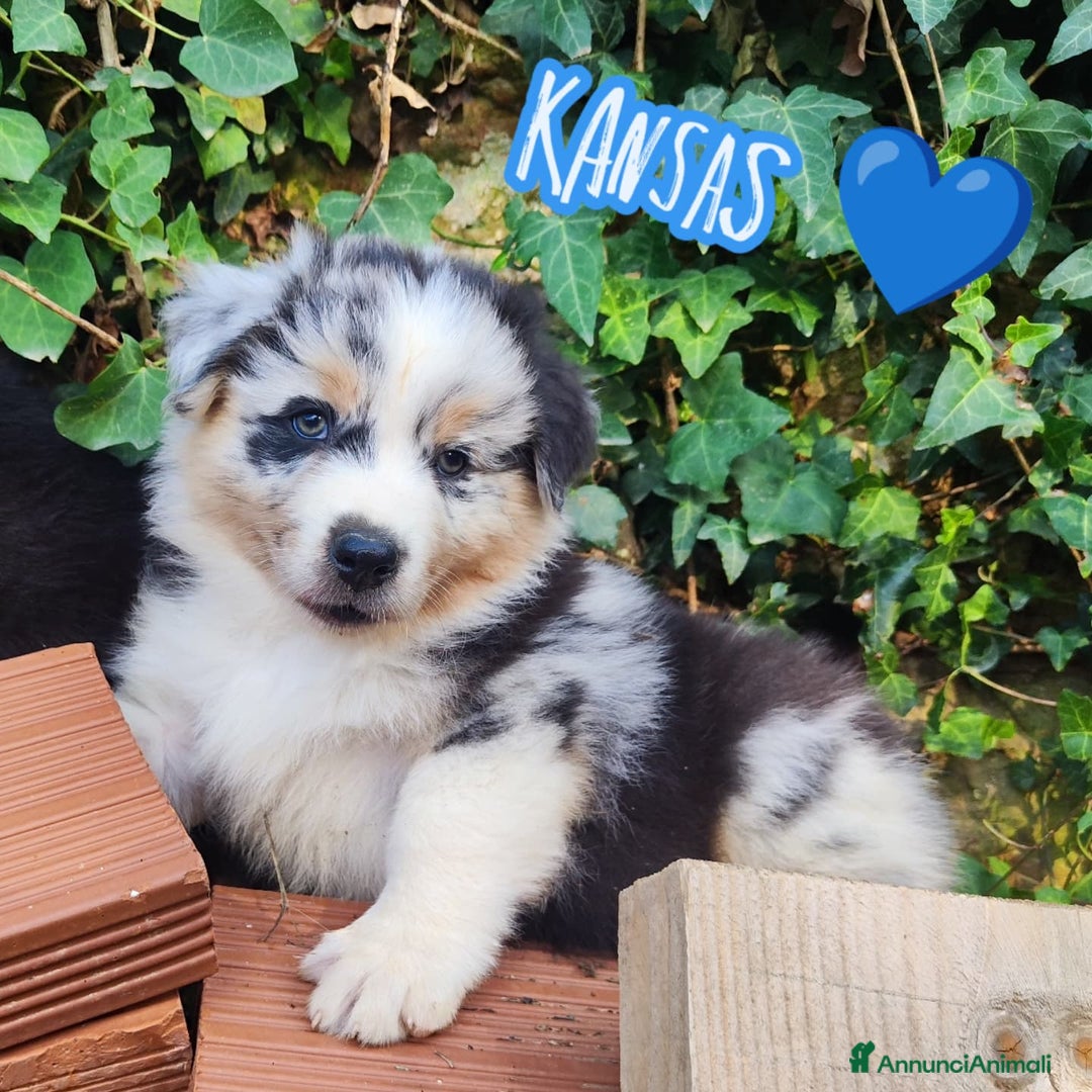 Australian Shepherd cani in vendita: Disponibili cuccioli australian shepherd a Provincia di Savona - Immagine 5