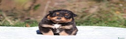 Australian Shepherd cani in vendita: PAstori Australiani cuccioli-Biancaneve e i 6 Nani - Annuncio 16