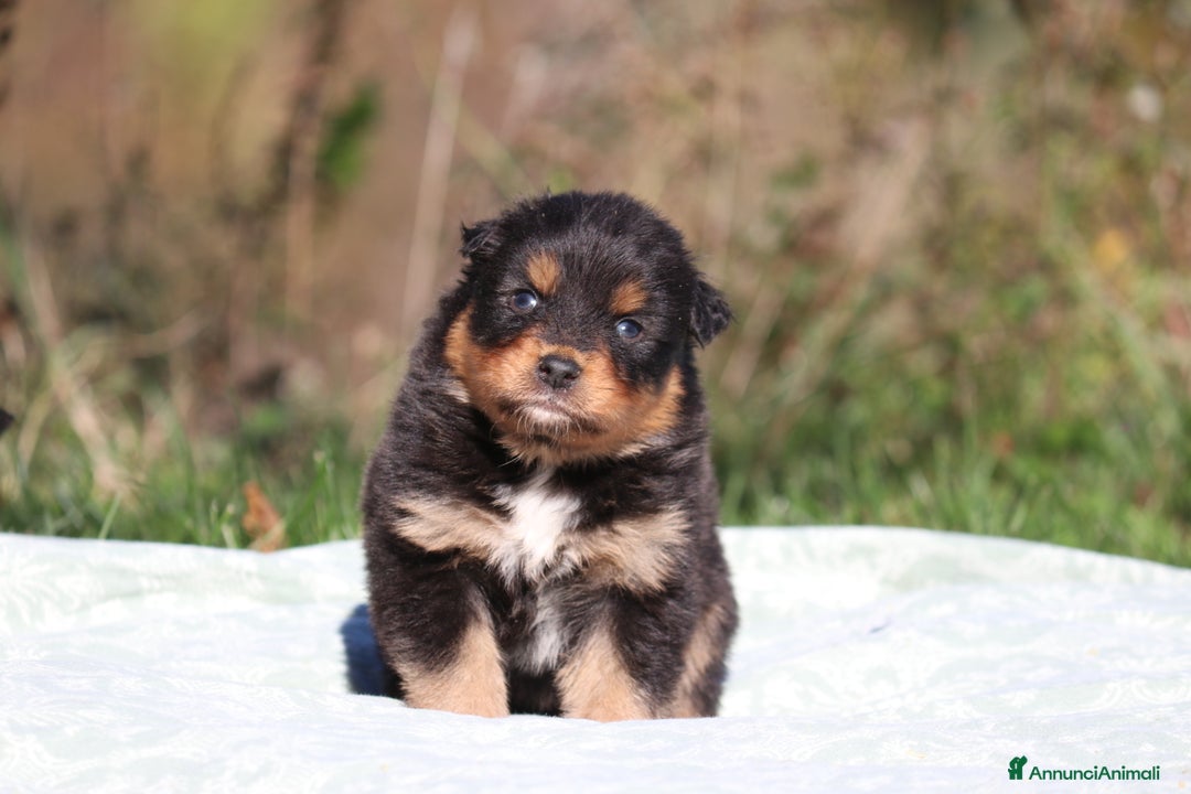 Australian Shepherd cani in vendita: PAstori Australiani cuccioli-Biancaneve e i 6 Nani - Annuncio 16