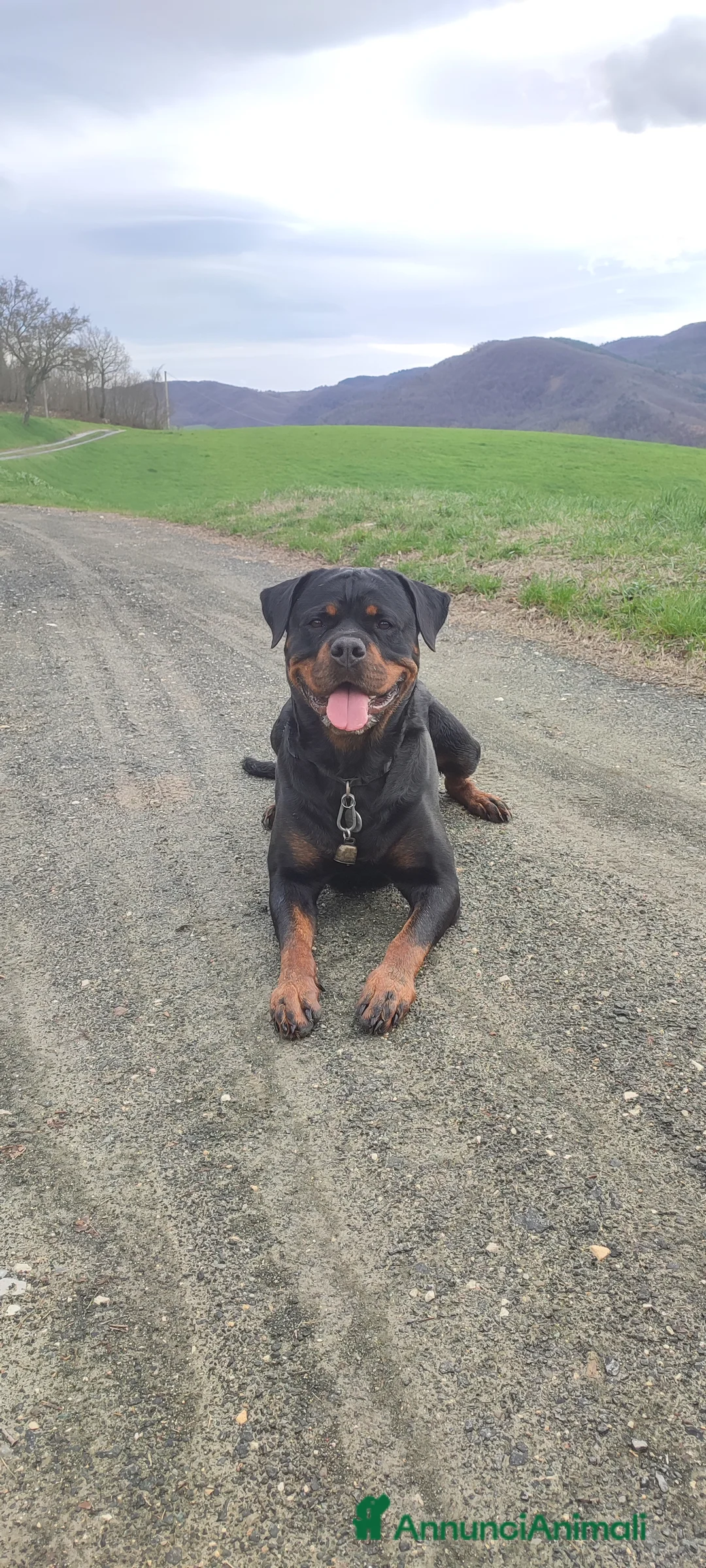 Immagine della galleria {{count}}