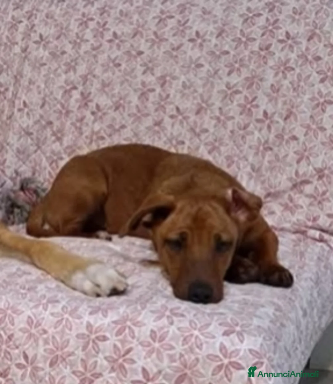 Meticcio cani in regalo: To be, cucciolone, taglia medio-piccola, cerca cas - Annuncio 4