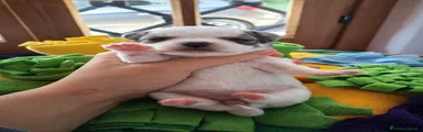 Chihuahua Cucciolo 3