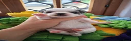 Chihuahua cani in vendita: Allevamento riconosciuto ENCI  a Provincia di Pescara - Annuncio 6