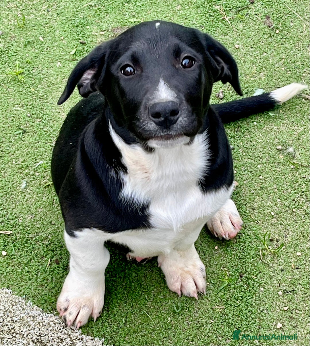 Meticcio cani in regalo: Virna cucciola due mesi e mezzo - Annuncio 2