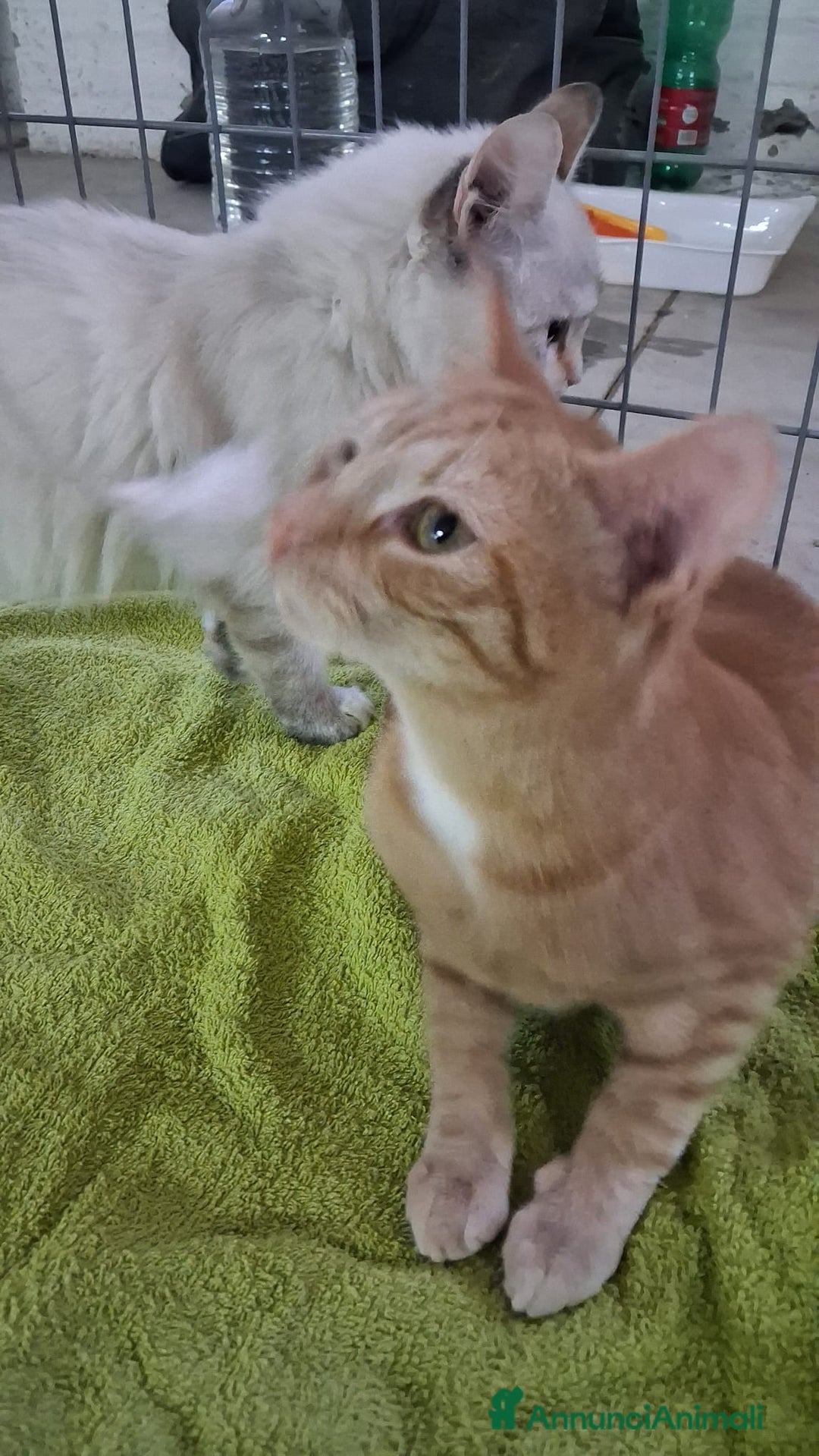 Altre razze gatti in regalo: GATTINA MERAVIGLIOSA - Annuncio 7