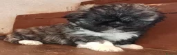 Shih Tzu cani in vendita: Splendidi cuccioli di Shih tzu - Annuncio 12