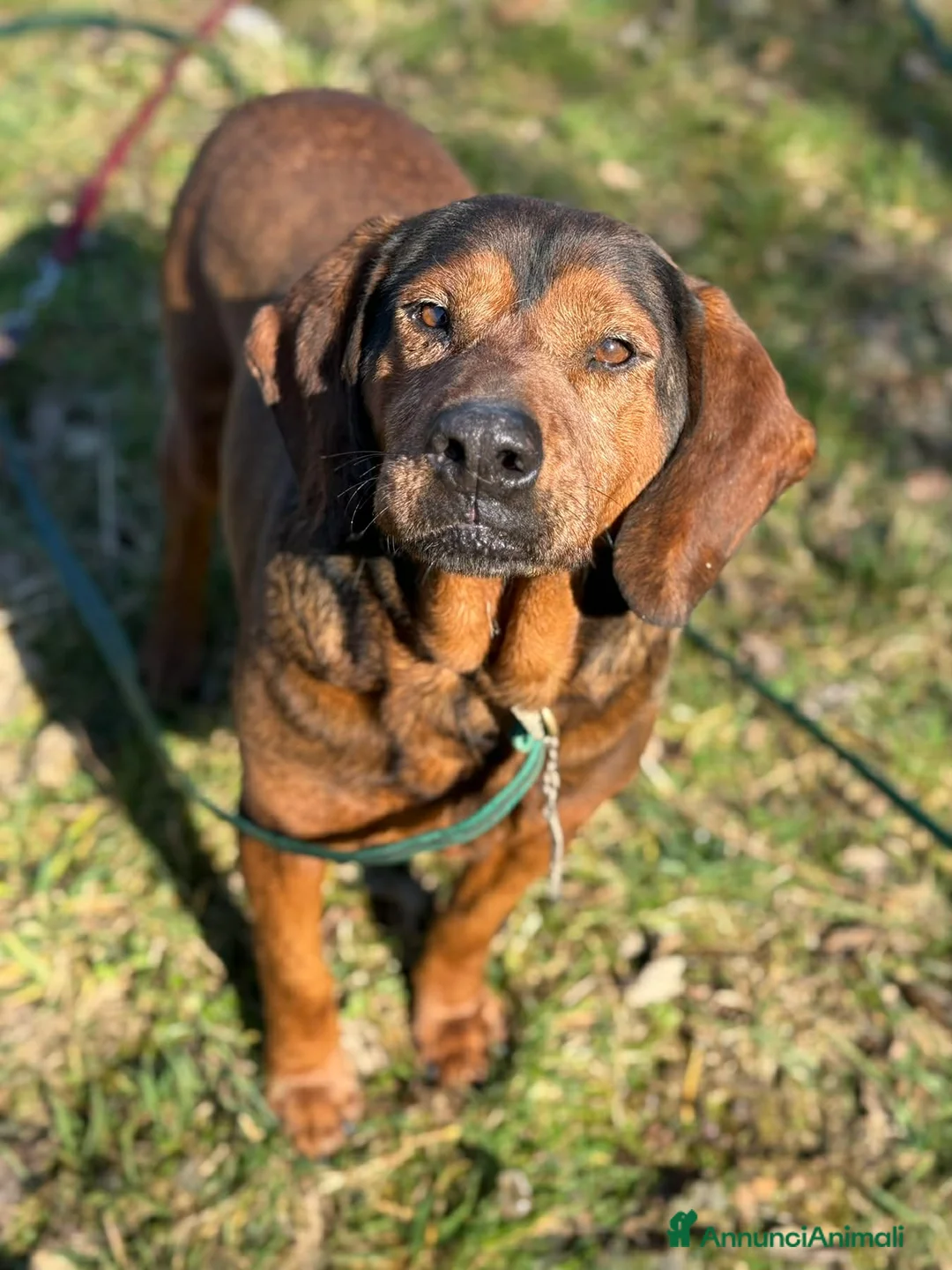 Alpenlaendische Dachsbracke cani in regalo: PASSATEMPO, nonnino rimasto solo cerca casa - Annuncio 2