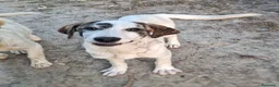 Meticcio cani in regalo: COPPA 🩷 una timidina dal cuore dolce a Provincia di Ancona - Annuncio 4