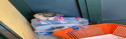 Europeo gatti in regalo: Milly e Molly cercano casa! - Annuncio 7