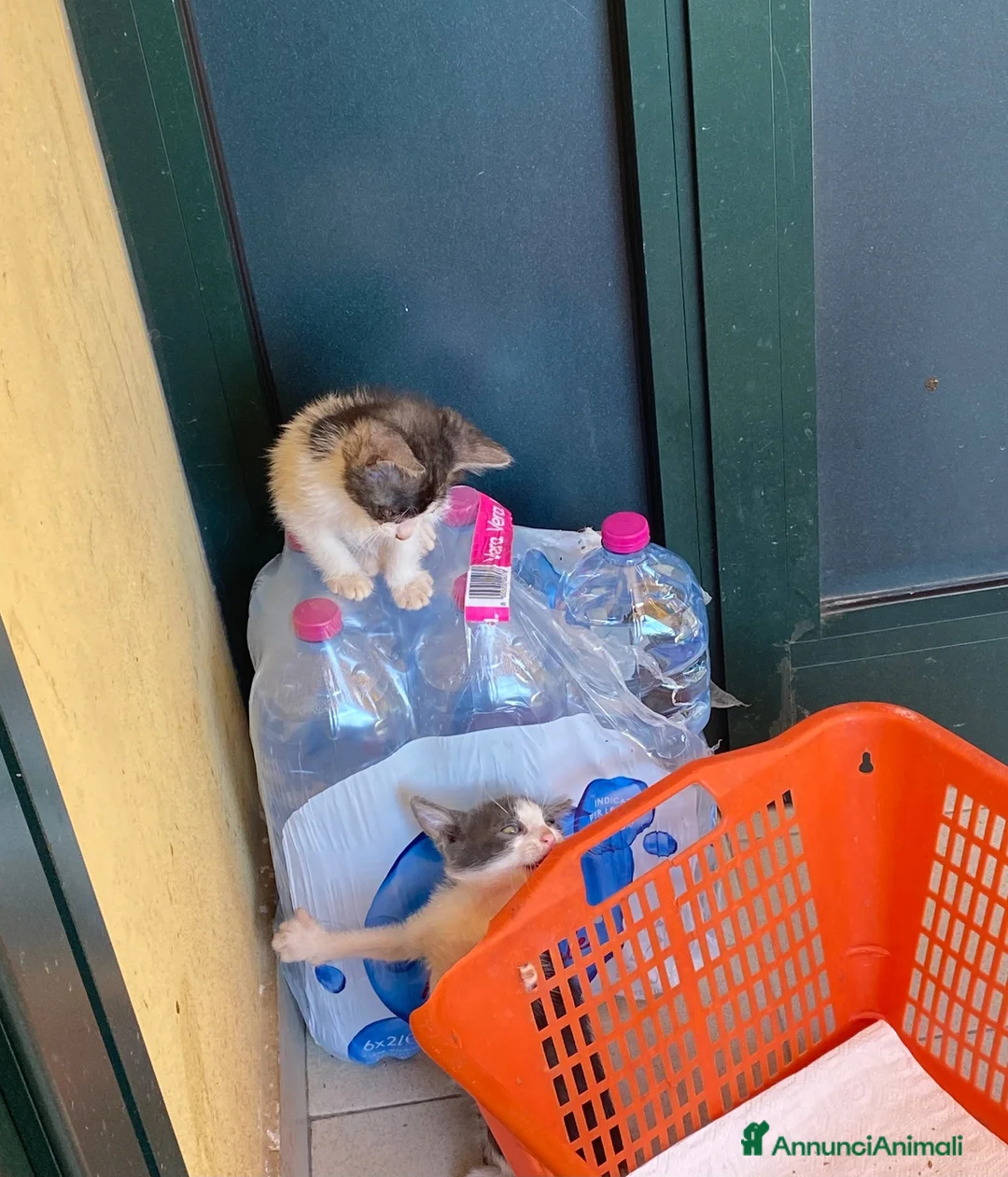 Europeo gatti in regalo: Milly e Molly cercano casa! - Annuncio 7