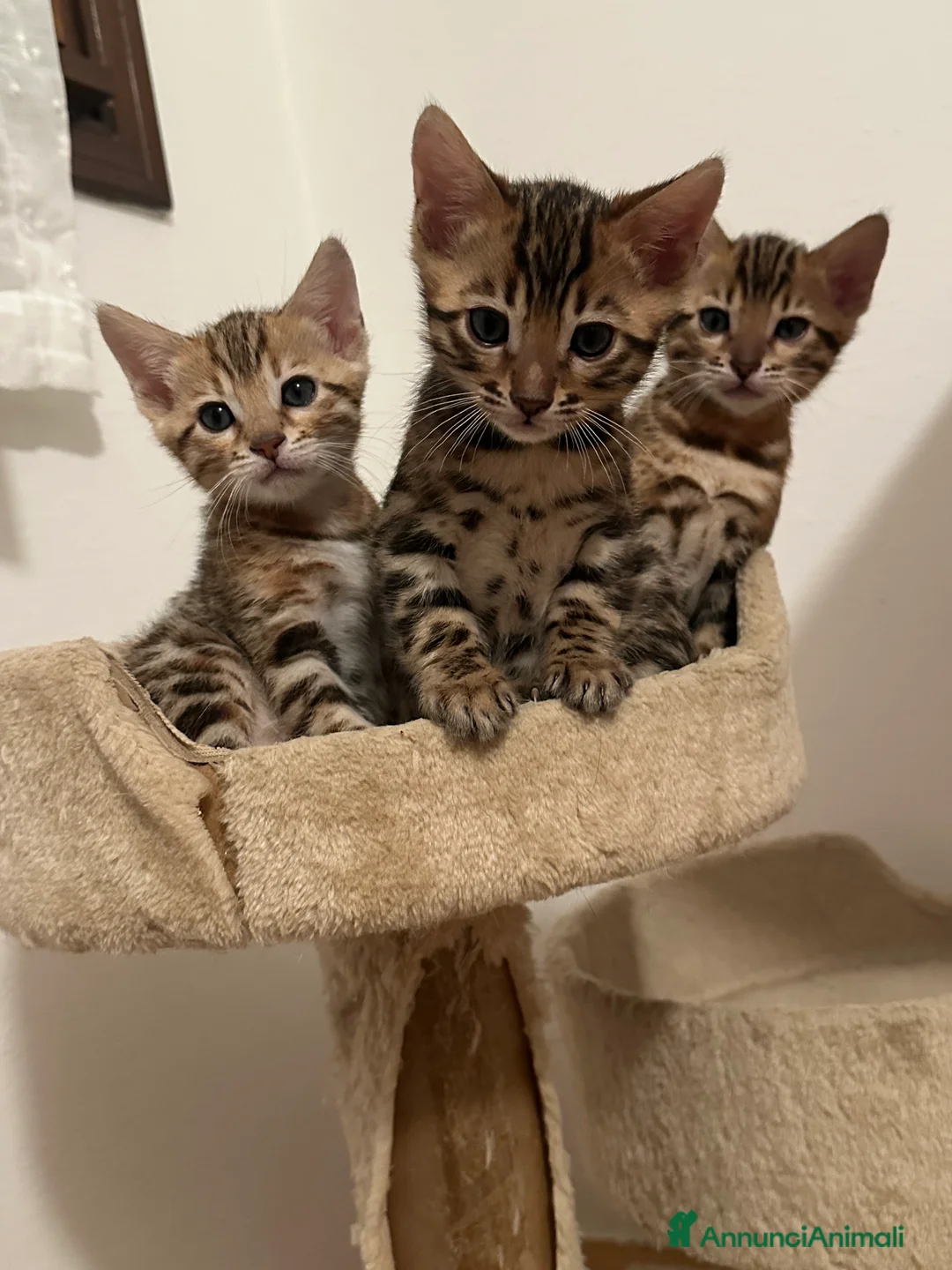 Bengala gatti per accoppiamento: Bengala maschio cerca fidanzata - Annuncio 3