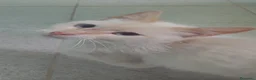 Meticcio gatti in regalo: Micio entro 1anno bianco occhi azzurri. 0SARDEGNA - Annuncio 1