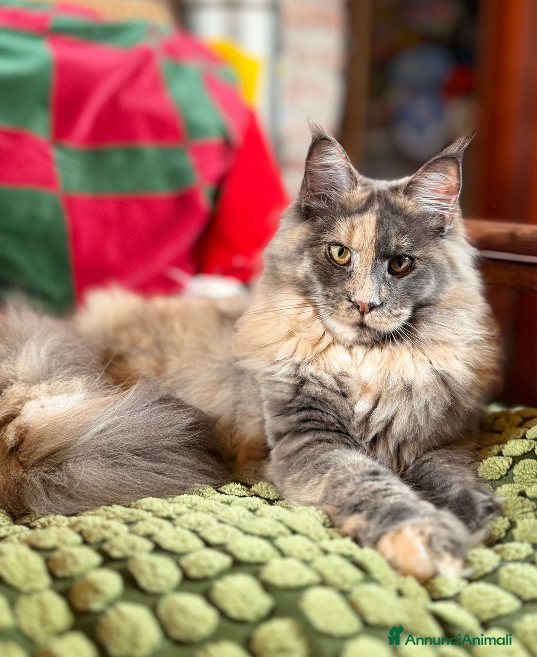 Maine Coon gatti in vendita: Maine Coon femmine tortie solide pedigree Anfi - Annuncio 9