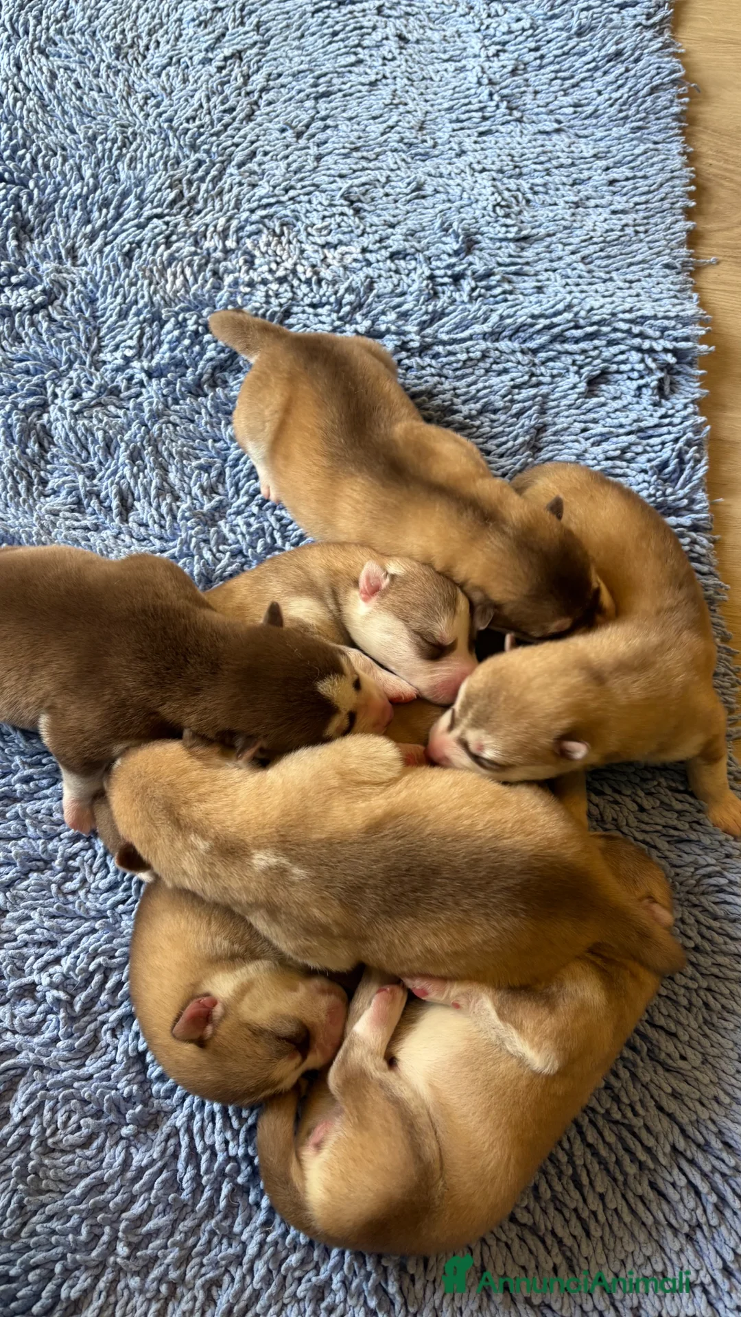 Husky cani in vendita: Cuccioli di Siberian Husky - Annuncio 2