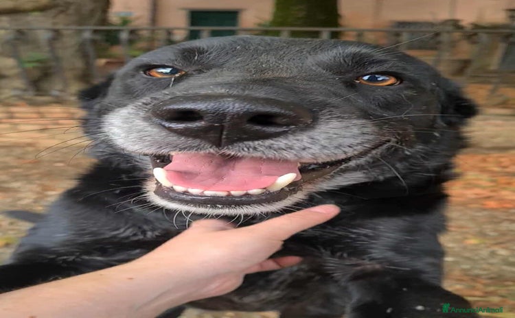 Meticcio cani - Annuncio 15