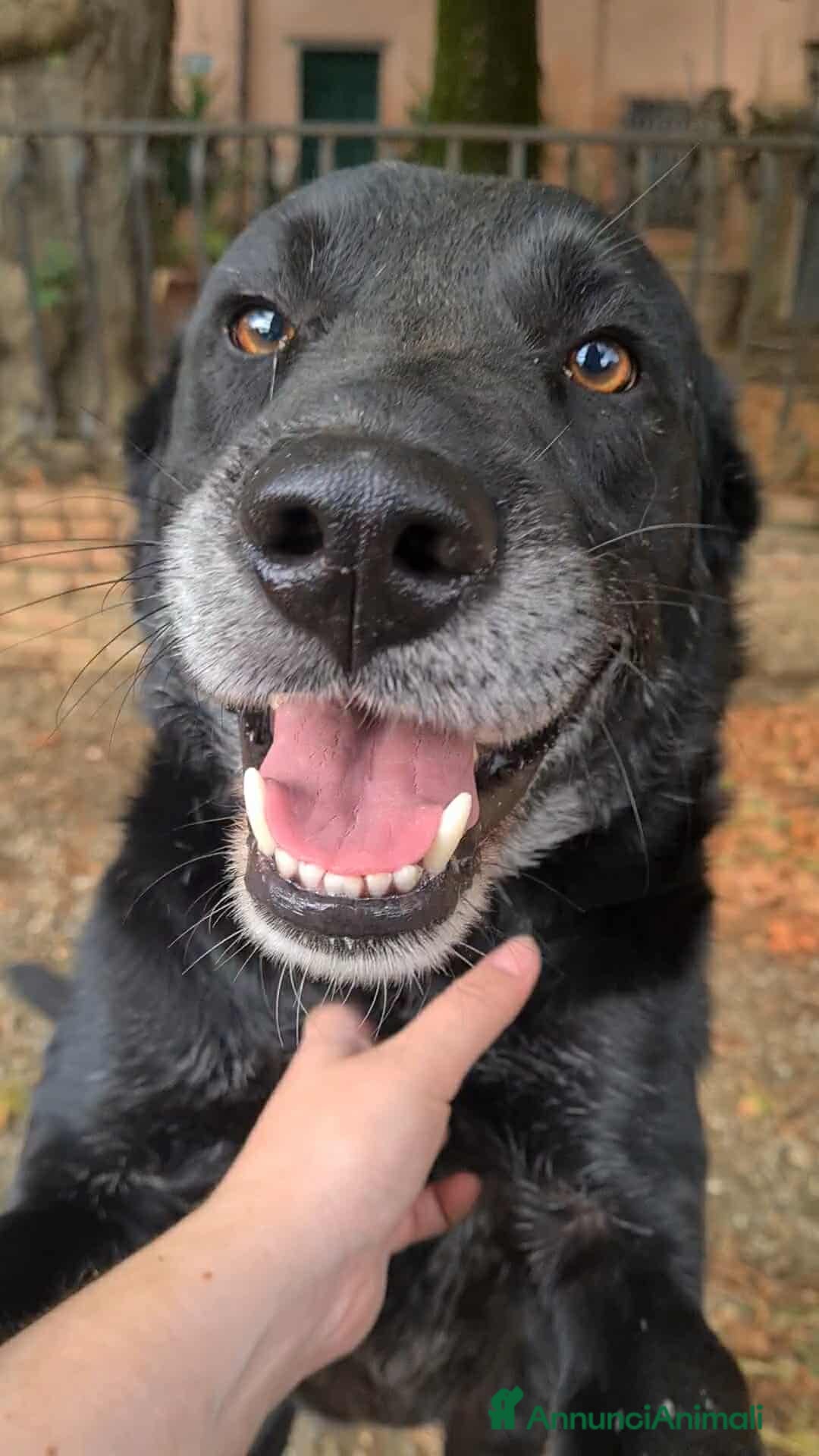 Meticcio cani in regalo: NATHAN, fantastico pastorino in nero! - Annuncio 1