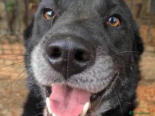 Meticcio cani NATHAN, fantastico pastorino in nero! - Annuncio 36