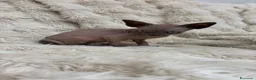Sphynx gatti in vendita: Sphynx gatto nudo - Annuncio 6