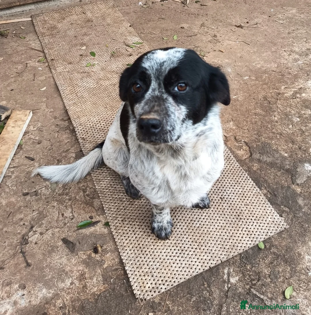 Meticcio cani in regalo: BETTY - Annuncio 2