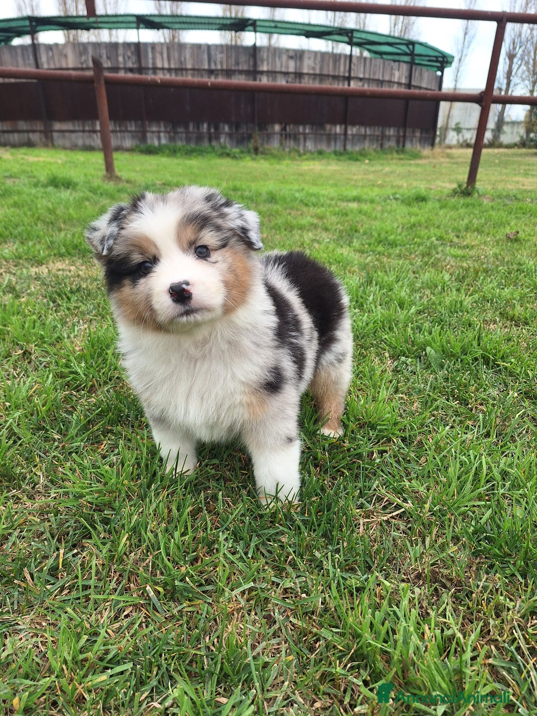 Australian Shepherd cani in vendita: Cucciole di Pastore Australiano  - Annuncio 1