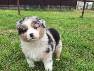 Australian Shepherd cani Cucciole di Pastore Australiano - Annuncio 9