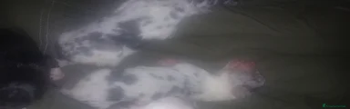 Meticcio Cucciolo 4