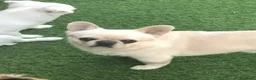 Chihuahua cani in vendita: Chihuahua maschietto  - Annuncio 10