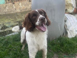 Meticcio cani LUCIO simpatico! - Annuncio 24