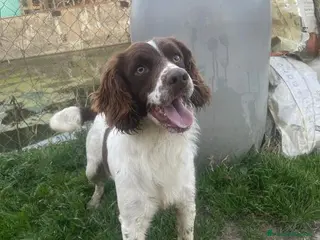 Meticcio cani LUCIO simpatico! - Annuncio 38