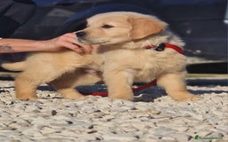 Golden Retriever cani in vendita: Cuccioli di Golden Retriever - LINEA AMERICANA  a Provincia di Pescara - Immagine 2