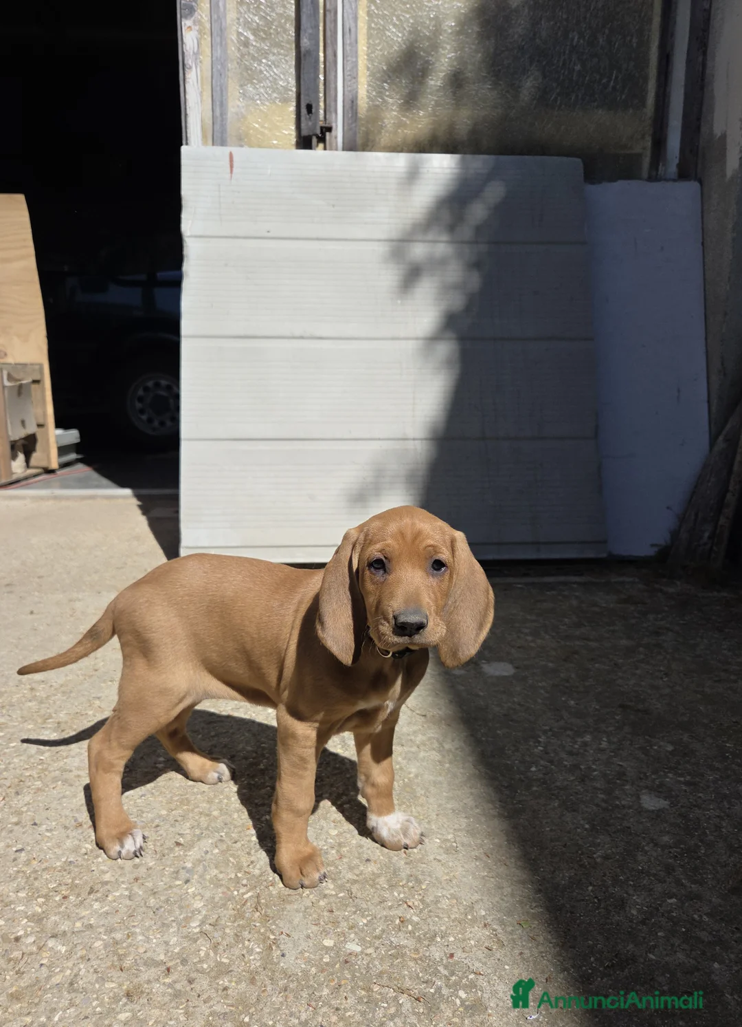 Segugio cani in vendita: Cuccioli di segugio italiano - Annuncio 11