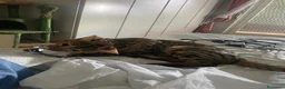 Bengala gatti in vendita: Gatto bengala a Provincia di Varese - Annuncio 3