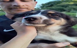 Altre razze cani in regalo: Cuccioli di 3 mesi cercano adozione urgente  a Provincia di Parma - Immagine 2