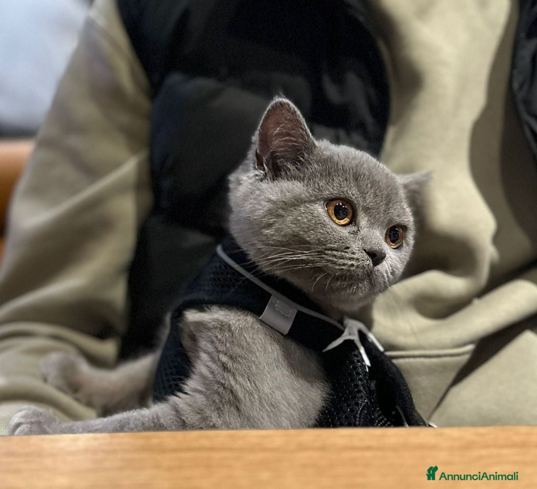 British gatti Bellissima gattina British  - Annuncio 1