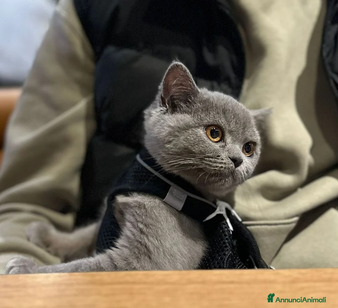 British gatti in vendita: Bellissima gattina British  a Provincia di Parma - Annuncio 1