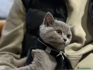 British gatti Bellissima gattina British - Annuncio 1