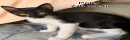 Europeo gatti in regalo: GATTINI ESCLUSI E SOLI  a Città Metropolitana di Genova - Annuncio 3