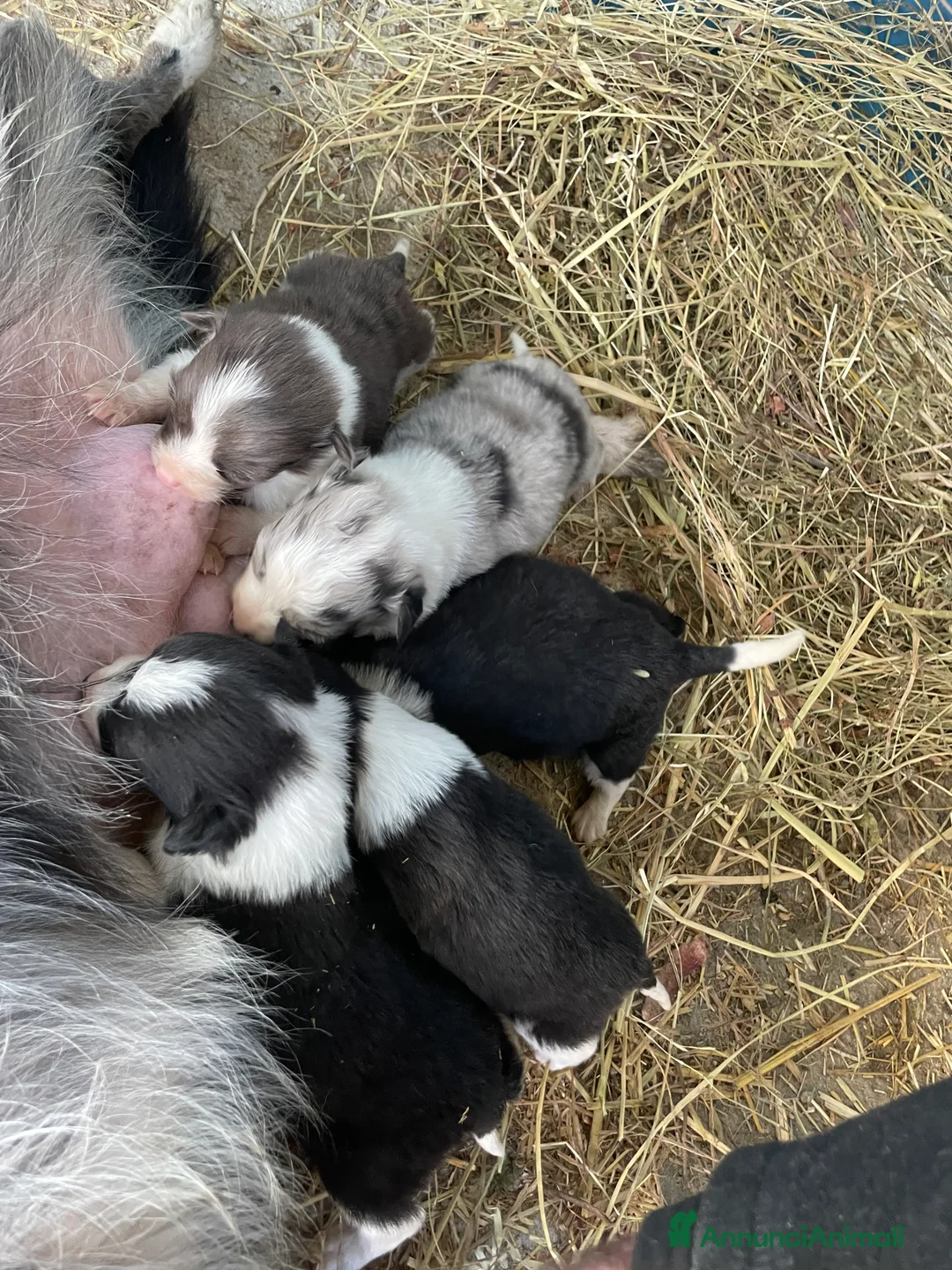 Border Collie cani in vendita: Cuccioli border collie - Annuncio 3
